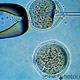 Из клонированного эмбриона человека получены стволовые клетки