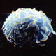 Лимфоциты-мутанты, антитела и иммунитет 