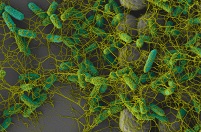 Бактерии общаются подобно нейронам головного мозга