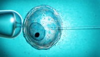 ЭКО с замороженными эмбрионами так же эффективно