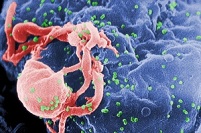 Как эволюционируют антитела против ВИЧ?