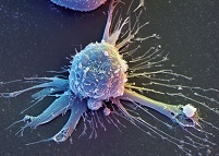 Разработан новый способ культивирования эмбриональных стволовых клеток