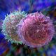 Получение лимфоцитов из эмбриональных стволовых клеток