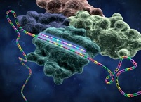 CRISPR-интерференция – новый способ «выключения» генов