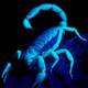 Яд скорпиона – ключ к механизмам секреторных расстройств