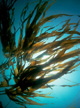 Биотопливо из морских водорослей