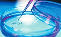 Как выявить и сохранить стволовые клетки в лаборатории?