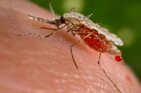 Ученые создали генетически модифицированных комаров, блокирующих перенос малярии