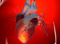 Генная терапия позволит восстановить сердечную мышцу после инфаркта