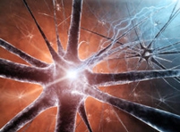 Как стимулировать в головном мозге работу нейронов, полученных из стволовых клеток?