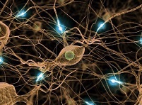 Ученые совершили прорыв в области восстановления нервных волокон